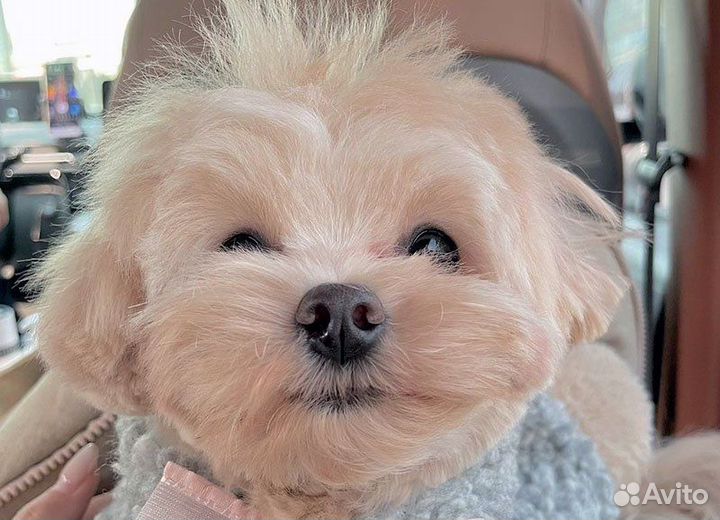 Домашняя передержка собак