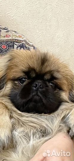 Вязка пекинес