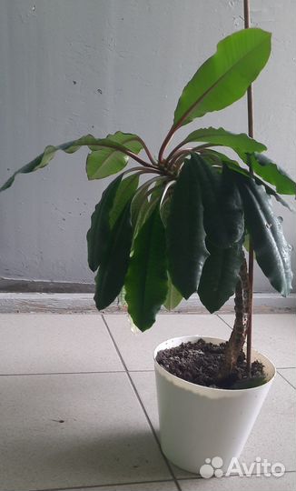 Молочай беложилковый