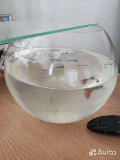 Аквариум с рыбками