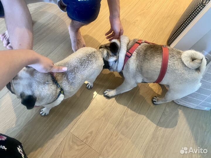 Инструктор по вязке собак Москва и мо,выезд на дом