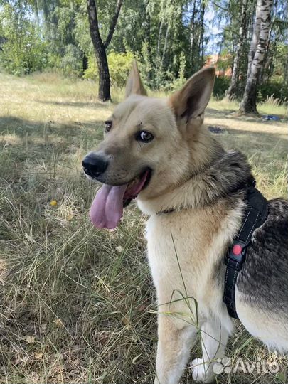 Восточноевропейская овчарка метис взять из приюта