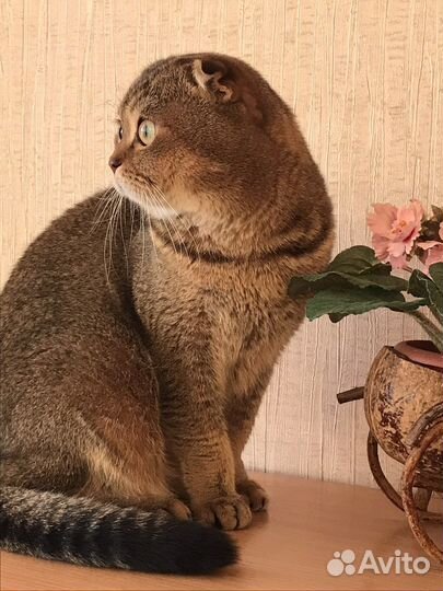 Вислоухий кот на вязку