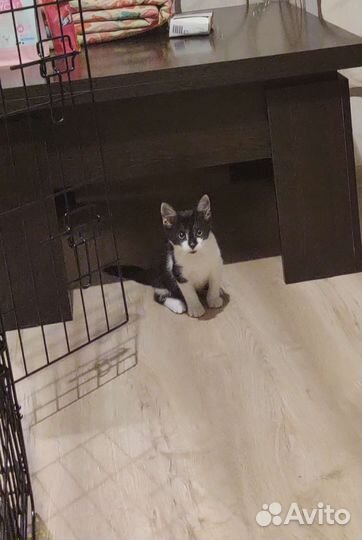 Котёнок ищет дом