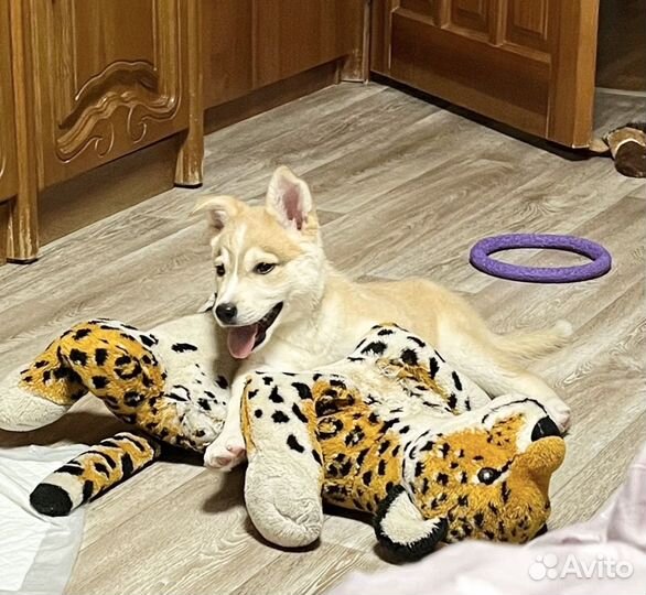 Щенок мальчик