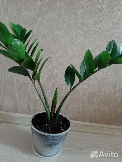 Замиокулькас