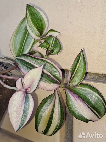 Традесканции сортовые