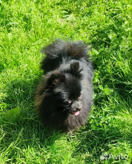 Померанский шпиц черная мини девочка