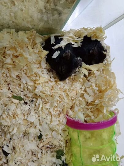 Хомяки джунгарские