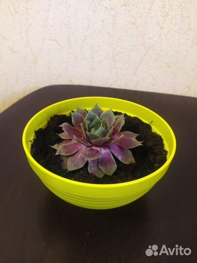 Молодило - каменная роза