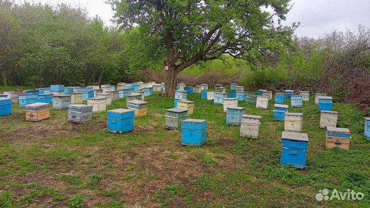 Пчелосемьи