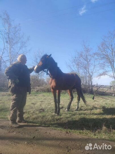 Жеребец обученный