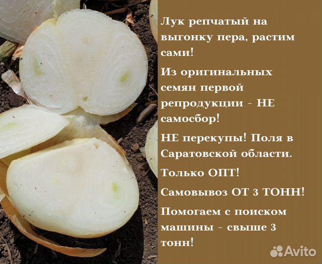 Лук Штутгарт на зелень оптом от 3 тонн