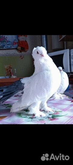 Продажа голубей