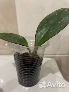 Хойя мясистая