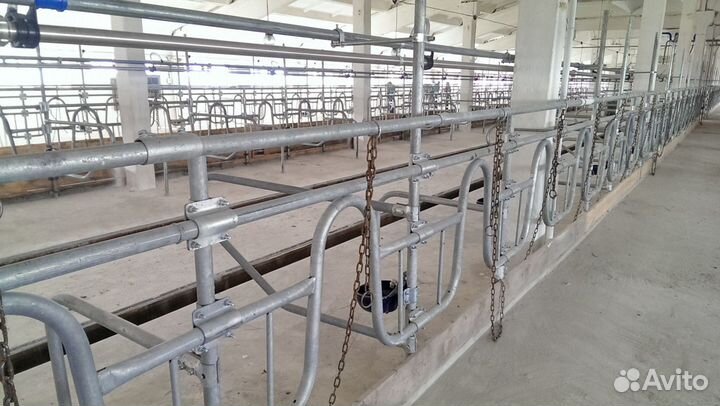 Стойловое содержание и поение крс на 50 голов