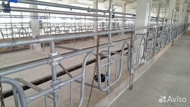 Стойловое содержание и поение крс на 50 голов