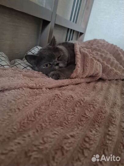 Кошки в добрые руки