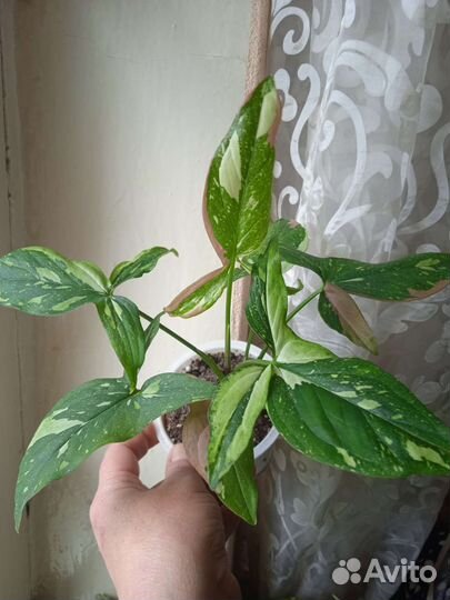 Сингониумы сортовые