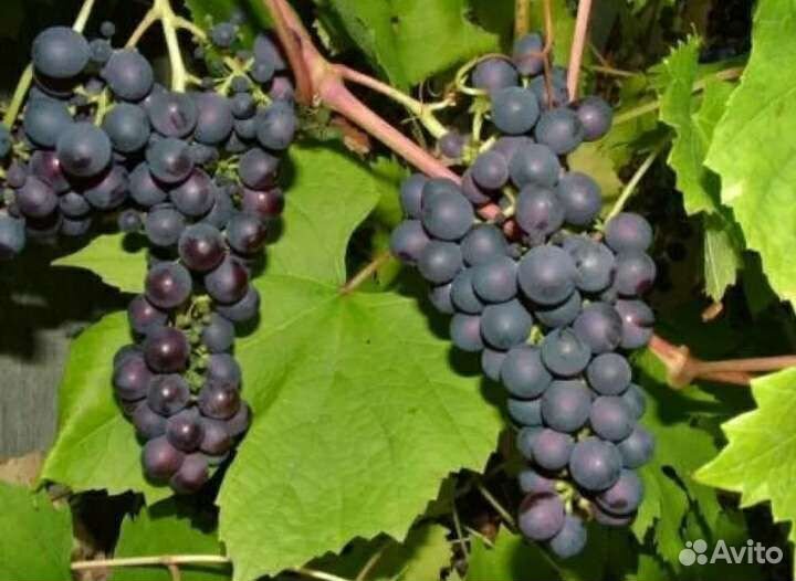 Саженцы винограда изабелла