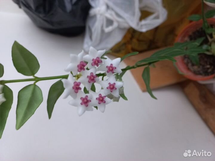 Орхидейный кактус, Хойя Белла,Эхинопсис, Хавортия