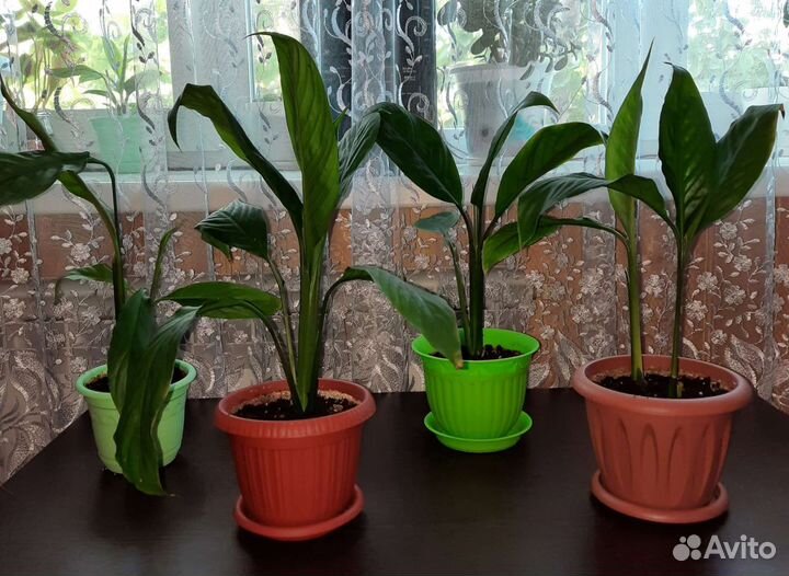 Спатифиллум (женское счастье)