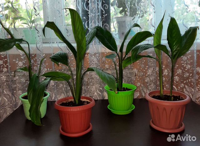 Спатифиллум (женское счастье)