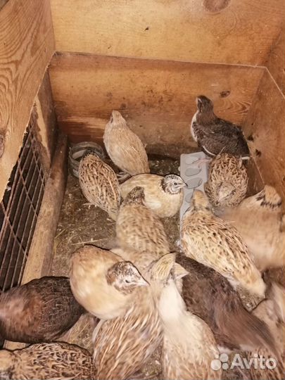 Перепела продажа