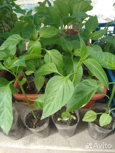 Рассада перца,баклажан