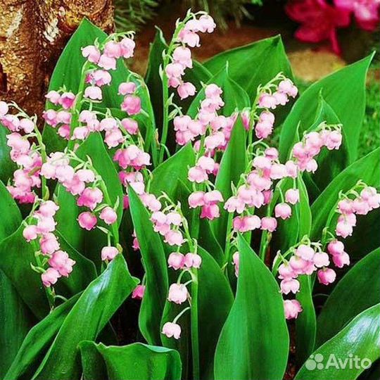 Садовые растения