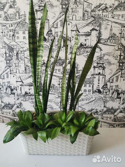 Сансевиерия