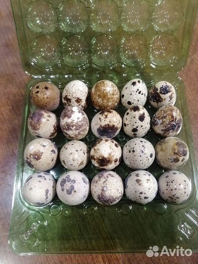 Яйца перепелиные, мясо перепелов