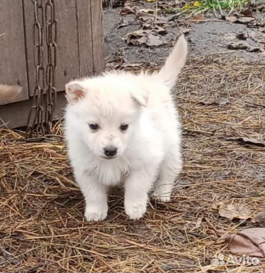 Щенки и собаки