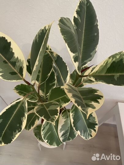 Фикус эластика тинеке