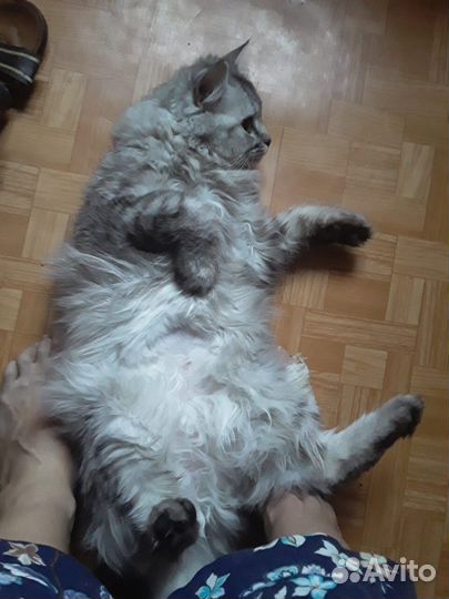 Кошечка в добрые руки бесплатно