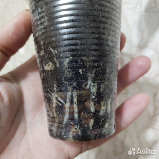 Фиттония кротон мамми