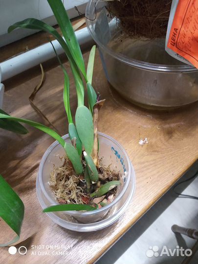 Орхидея Максиллярия Maxillaria variabilis