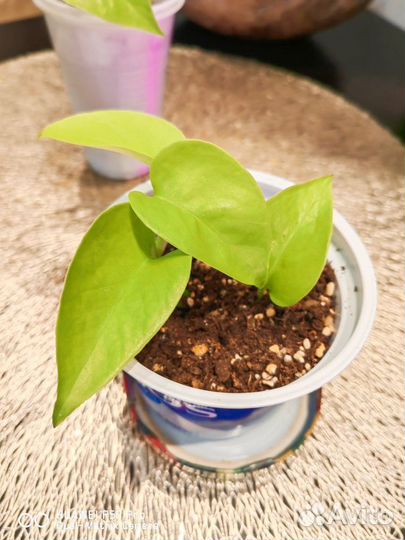 Эпипремнум неон