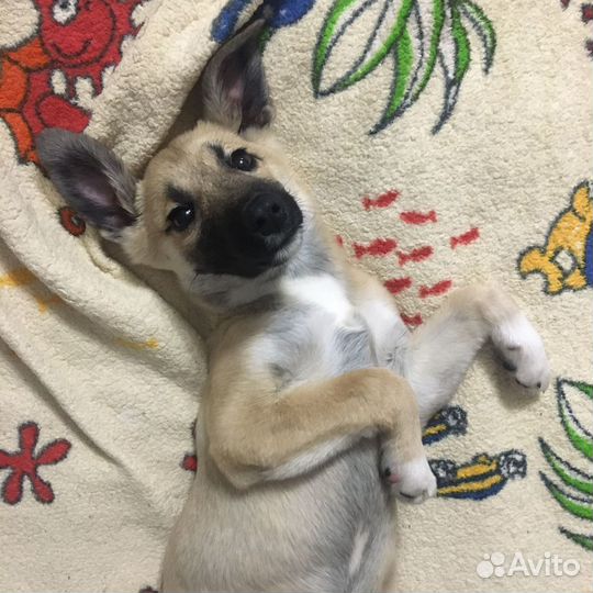 Щенок девочка в дар