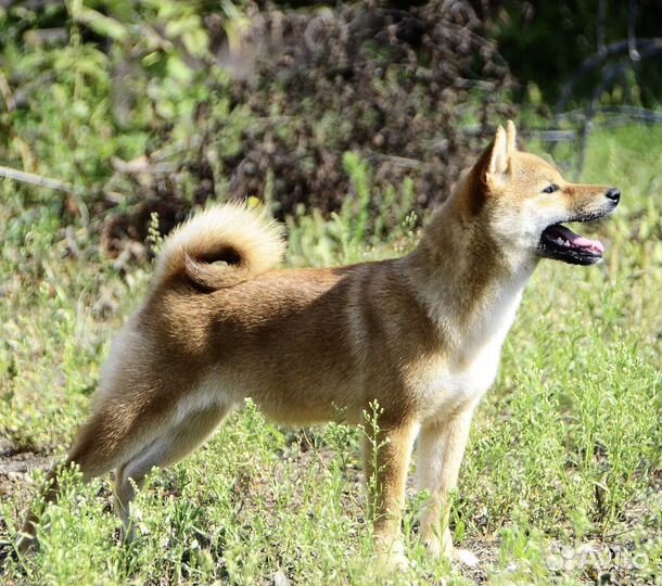 Сиба ину девочка акита