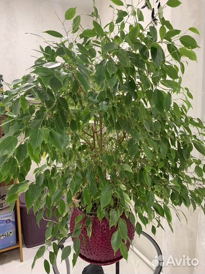 Фикус Бенджамина большой