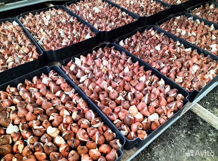 Луковицы тюльпанов оптом