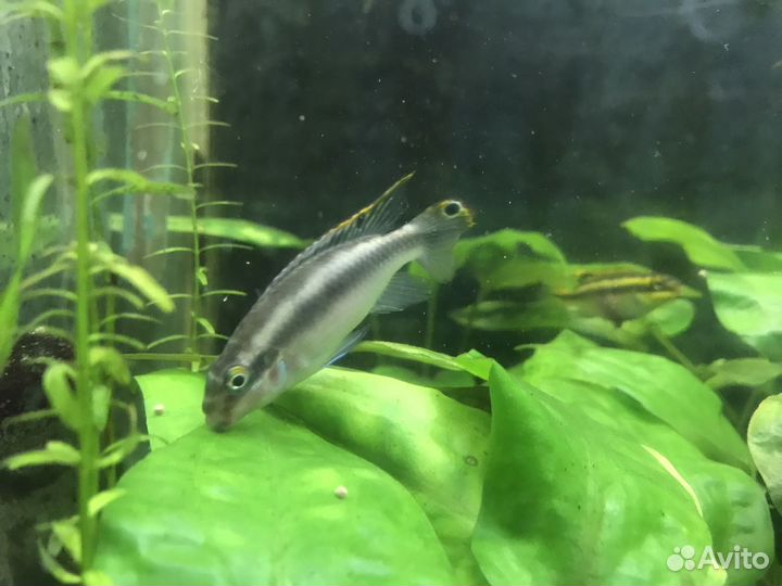 Ц. Чернополосая бесплатно,попугайчики