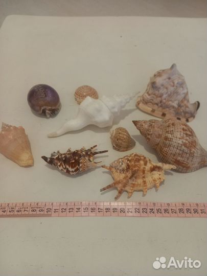 Морские раковины, большие, разные, набор