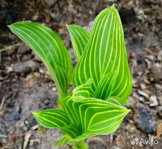 Хосты. Лучшие и экзотические сорта