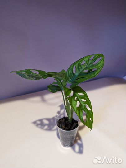 Монстера Манки Лиф