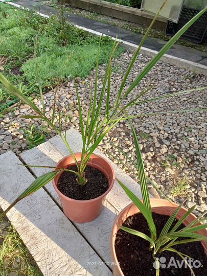 Финиковые пальмы