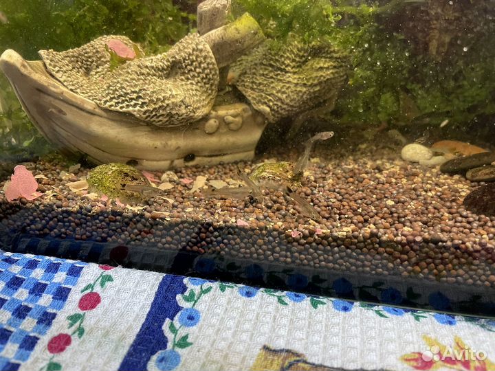 Рыбки гуппи