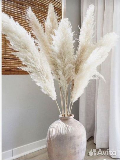 Кортадерия пампасная трава