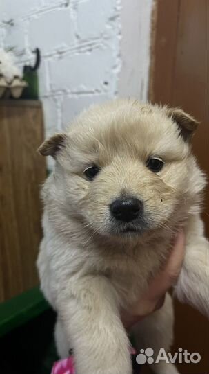 Найдены щенки